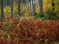 Podzimní les pod Dobročským pralesem